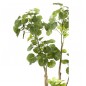 Emerald Kunstpflanze Fiederaralien Grün 135 cm 420292 Emerald Kunstpflanze Fiederaralien Grün 135 cm 420292