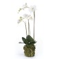 Emerald Künstliche Phalaenopsis-Orchidee Weiß 70 cm Emerald Künstliche Phalaenopsis-Orchidee Weiß 70 cm