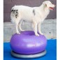 FitPAWS Fitnessball für Hunde TRAX Donut 55 cm Lila FitPAWS Fitnessball für Hunde TRAX Donut 55 cm Lila