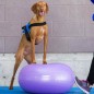 FitPAWS Fitnessball für Hunde TRAX Donut 55 cm Lila FitPAWS Fitnessball für Hunde TRAX Donut 55 cm Lila