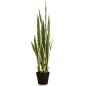 Emerald Künstliche Sansevieria im Kunststofftopf 97 cm Emerald Künstliche Sansevieria im Kunststofftopf 97 cm