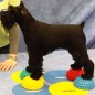 FitPAWS Balance-Kugeln für Pfoten 4 Stk. FitPAWS Balance-Kugeln für Pfoten 4 Stk.