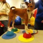 FitPAWS Balance-Kugeln für Pfoten 4 Stk. FitPAWS Balance-Kugeln für Pfoten 4 Stk.