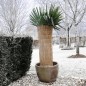 Nature Winterschutz Reisstrohmatte 1 x 1,5 m 6030105 Nature Winterschutz Reisstrohmatte 1 x 1,5 m 6030105
