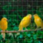 Nature Maschendraht Viereckgeflecht 0,5x5 m 13 mm verzinkter Stahl Nature Maschendraht Viereckgeflecht 0,5x5 m 13 mm verzinkter Stahl