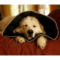 All Four Paws Haustier-Halskragen Comfy Cone L 25 cm Schwarz All Four Paws Haustier-Halskragen Comfy Cone L 25 cm Schwarz