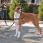 PetSafe Hundegeschirr Easy Walk M Schwarz PetSafe Hundegeschirr Easy Walk M Schwarz