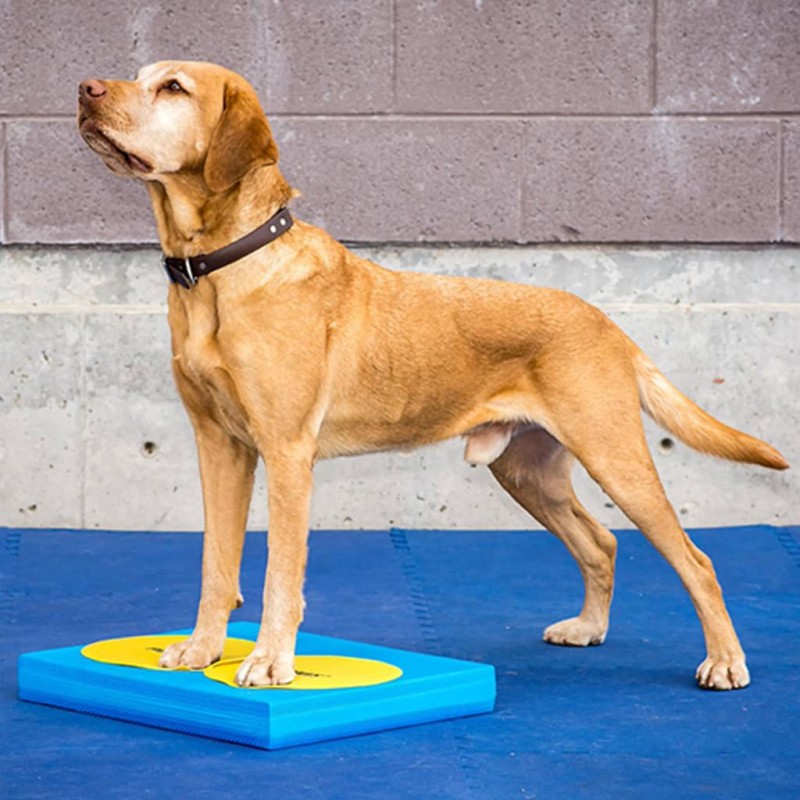FitPAWS Balance-Polster für Haustiere 38x46x5 cm Blau FitPAWS Balance-Polster für Haustiere 38x46x5 cm Blau