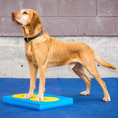 FitPAWS Balance-Polster für Haustiere 38x46x5 cm Blau