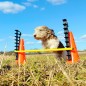 FitPAWS Hundesport-Set FitPAWS Hundesport-Set