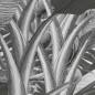 Komar Fototapete Amazonia Schwarz und Weiß 400x250 cm Komar Fototapete Amazonia Schwarz und Weiß 400x250 cm