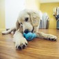 West Paw Hundespielzeug mit Zogoflex Tux Marineblau S West Paw Hundespielzeug mit Zogoflex Tux Marineblau S