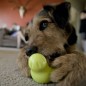 West Paw Hundespielzeug mit Zogoflex Tux Apfelgrün S West Paw Hundespielzeug mit Zogoflex Tux Apfelgrün S