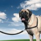 PetSafe Hundegeschirr Easy Walk XL Schwarz PetSafe Hundegeschirr Easy Walk XL Schwarz
