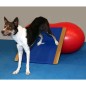 FitPAWS Wackelbrett Groß 75x75 cm Blau FitPAWS Wackelbrett Groß 75x75 cm Blau