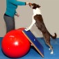 FitPAWS Wackelbrett Groß 75x75 cm Blau FitPAWS Wackelbrett Groß 75x75 cm Blau