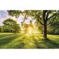 Komar Fototapete Golden Moment 400x250 cm Komar Fototapete Golden Moment 400x250 cm
