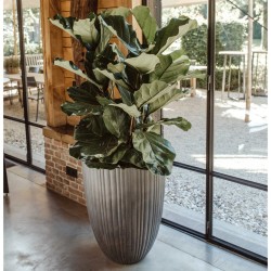 Capi Vase Urban Tube Elegant Niedrig 55x73 cm Dunkelgrau 