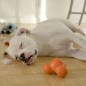 West Paw Hundespielzeug mit Zogoflex Tux Orange S West Paw Hundespielzeug mit Zogoflex Tux Orange S