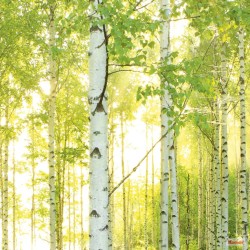 Komar Fototapete Sunday 368×254 cm