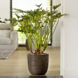 Capi Blumentopf Nature Rib 43x41 cm Dunkelbraun