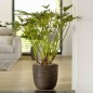 Capi Blumentopf Nature Rib 43x41 cm Dunkelbraun Capi Blumentopf Nature Rib 43x41 cm Dunkelbraun