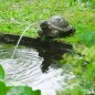 Ubbink Wasserspeier Schildkröte Ubbink Wasserspeier Schildkröte