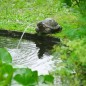 Ubbink Wasserspeier Schildkröte Ubbink Wasserspeier Schildkröte