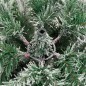 vidaXL Künstlicher Weihnachtsbaum Klappbar Beschneit 210 cm vidaXL Künstlicher Weihnachtsbaum Klappbar Beschneit 210 cm