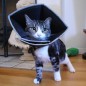All Four Paws Hundekragen Comfy Cone XXL 37,5 cm Schwarz All Four Paws Hundekragen Comfy Cone XXL 37,5 cm Schwarz