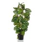 Emerald Künstliche Monstera Monkey 75 cm im Topf Emerald Künstliche Monstera Monkey 75 cm im Topf