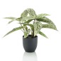 Emerald Künstliche Maranta Calathea Dots 38 cm im Topf Emerald Künstliche Maranta Calathea Dots 38 cm im Topf