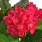 vidaXL Künstliche Hortensie mit Topf 60 cm Rot vidaXL Künstliche Hortensie mit Topf 60 cm Rot