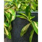Capi Blumentopf Waste Smooth 35x34 cm Grau Capi Blumentopf Waste Smooth 35x34 cm Grau