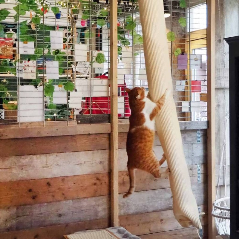 Quapas! Klettersack für Katzen Sisal 180 cm Quapas! Klettersack für Katzen Sisal 180 cm