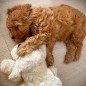 Snuggle Puppy Hundespielzeug mit Herzschlag Golden Snuggle Puppy Hundespielzeug mit Herzschlag Golden
