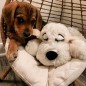 Snuggle Puppy Hundespielzeug mit Herzschlag Golden Snuggle Puppy Hundespielzeug mit Herzschlag Golden