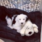 Snuggle Puppy Hundespielzeug mit Herzschlag Golden Snuggle Puppy Hundespielzeug mit Herzschlag Golden
