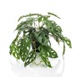 Emerald Künstliche Monstera Monkey 55 cm im Topf Emerald Künstliche Monstera Monkey 55 cm im Topf