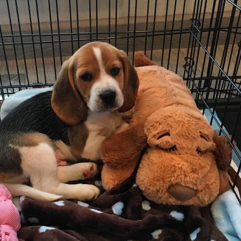 Snuggle Puppy Starter-Set Comfortable Beginnings Neuer Welpe Snuggle Puppy Starter-Set Comfortable Beginnings Neuer Welpe