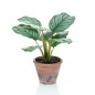 Emerald Künstliche Maranta Calathea Orbifolia Terra 32 cm Topf Emerald Künstliche Maranta Calathea Orbifolia Terra 32 cm Topf