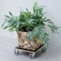 Nature Pflanzenroller Quadratisch 38x38 cm Schwarz Holz Nature Pflanzenroller Quadratisch 38x38 cm Schwarz Holz