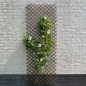 Nature Garten-Rankgitter 30x180 cm Natur Weide Braun Nature Garten-Rankgitter 30x180 cm Natur Weide Braun