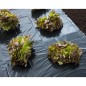 Nature Abdeckfolie 3x4 m 150µ Schwarz Nature Abdeckfolie 3x4 m 150µ Schwarz