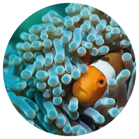 WallArt Fototapete Nemo the Anemonefish Rund 190 cm