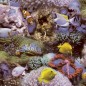 Good Vibes Tapete Coral and Tropical Fish Gelb und Lila Good Vibes Tapete Coral and Tropical Fish Gelb und Lila