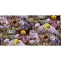 Good Vibes Tapete Coral and Tropical Fish Gelb und Lila Good Vibes Tapete Coral and Tropical Fish Gelb und Lila