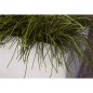 Capi Pflanzgefäß Arc Granite Rechteckig 60x35x40 cm Elfenbeinfarben Capi Pflanzgefäß Arc Granite Rechteckig 60x35x40 cm Elfenbeinfarben