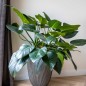 Capi Vase Groove Elegant 46x58 cm Anthrazit Capi Vase Groove Elegant 46x58 cm Anthrazit