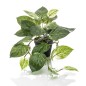 Emerald Künstliche Efeutute Scindapsus 55 cm im Topf Emerald Künstliche Efeutute Scindapsus 55 cm im Topf